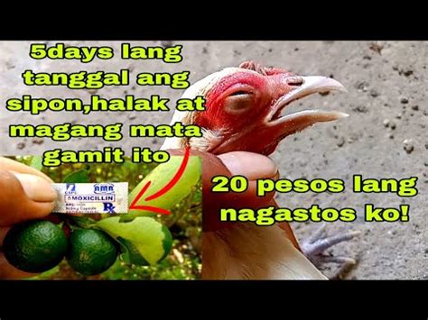 gamot sa nagluluhang mata ng manok|mabisang gamot sa nagluluhang mata ng manok.